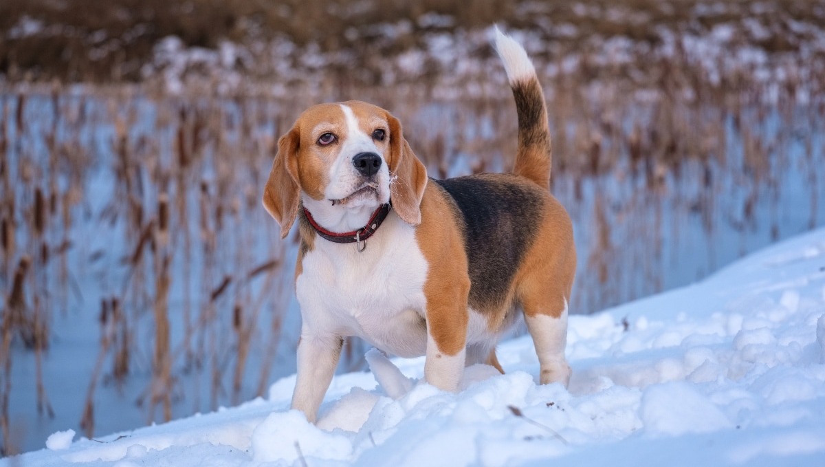 13 Winter Grooming & Skin Solutions Your Dog Will Thank You For