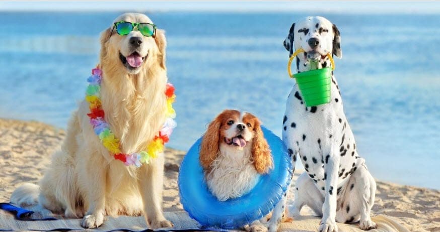 10 Smart Ways to Help Your Dog Beat the Summer Heat