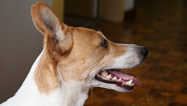The Easiest Way To Help Your Dog Maintain His Dental Health