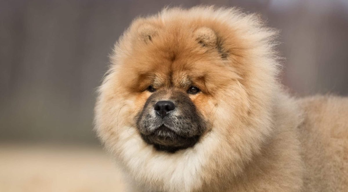 13 Stubborn Dog Breeds Known For Quiet Rebellion