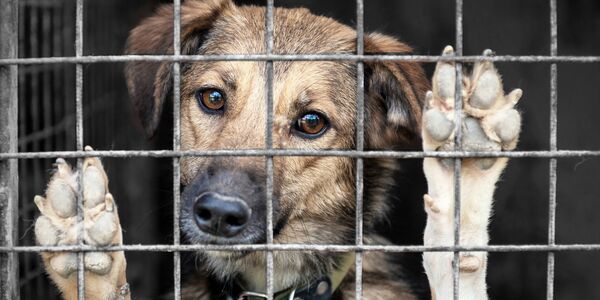 She Hid the Tragic Truth: After Being Charged With Cruelty
