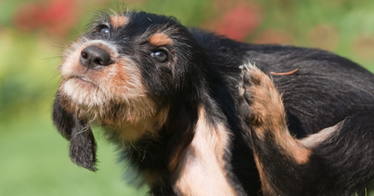 If Your Dog Has Painful Skin Itchiness, Put This In Their Food!