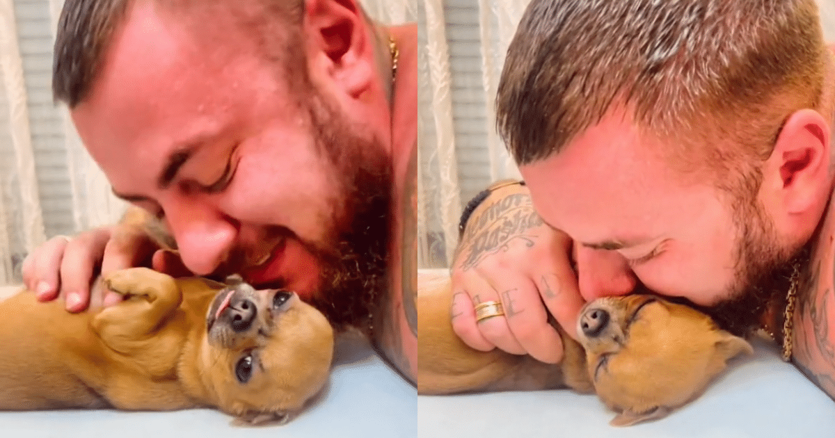Man’s Special Bond With His Chihuahuas Is the Definition of Adorable