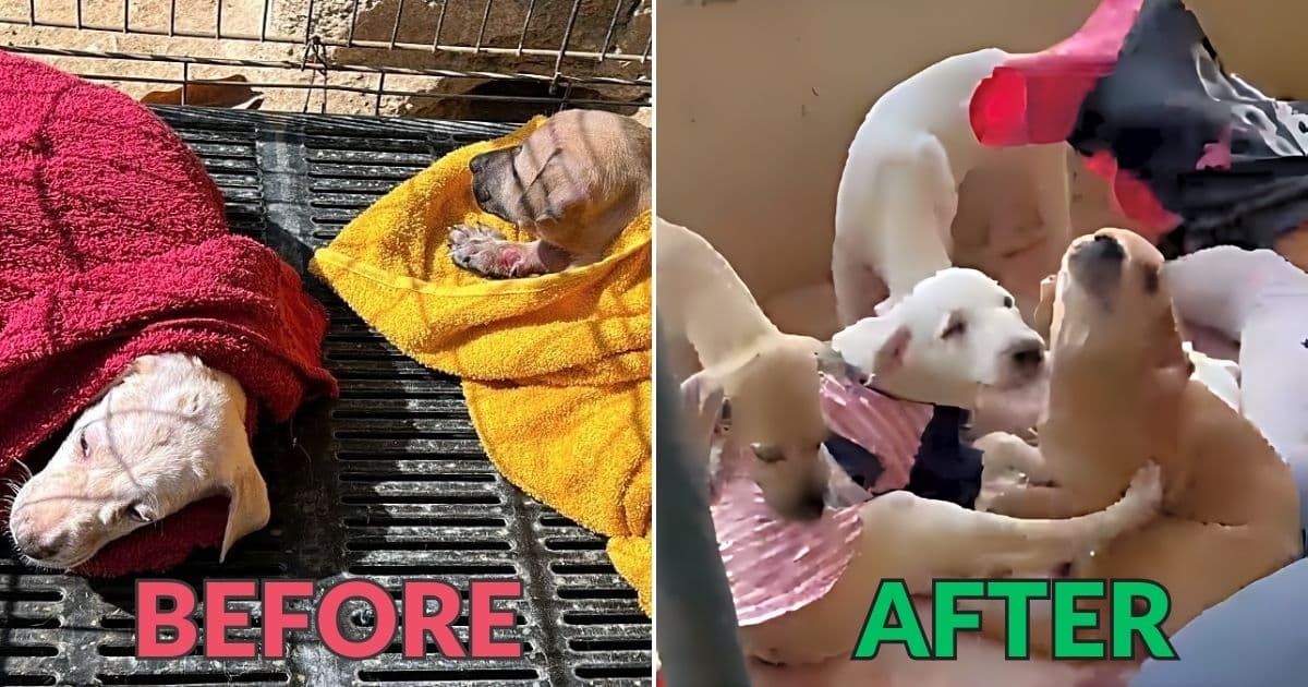 A Little Dog Family’s Road to Healing