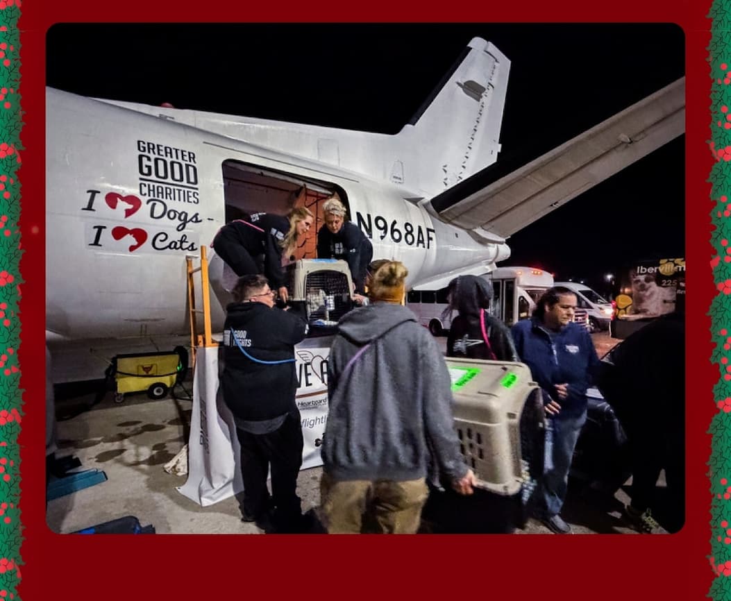 Every Purchase Helps Feed Hungry Shelter Dogs