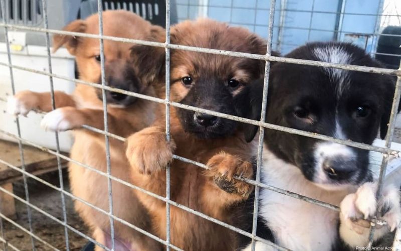 Emaciated, sick dog looks at camera.