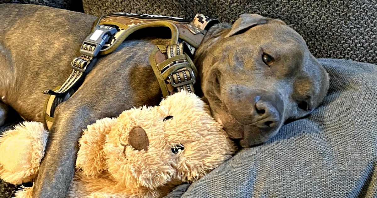 Shelter Dog Didn’t Want To Be Different So He Gave His Plushy A Makeover