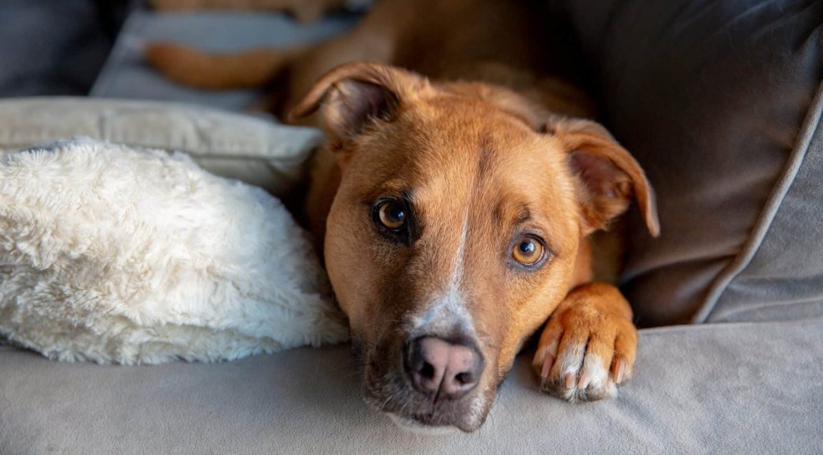 Top 11 Dog Breeds That Stay By Your Side No Matter What