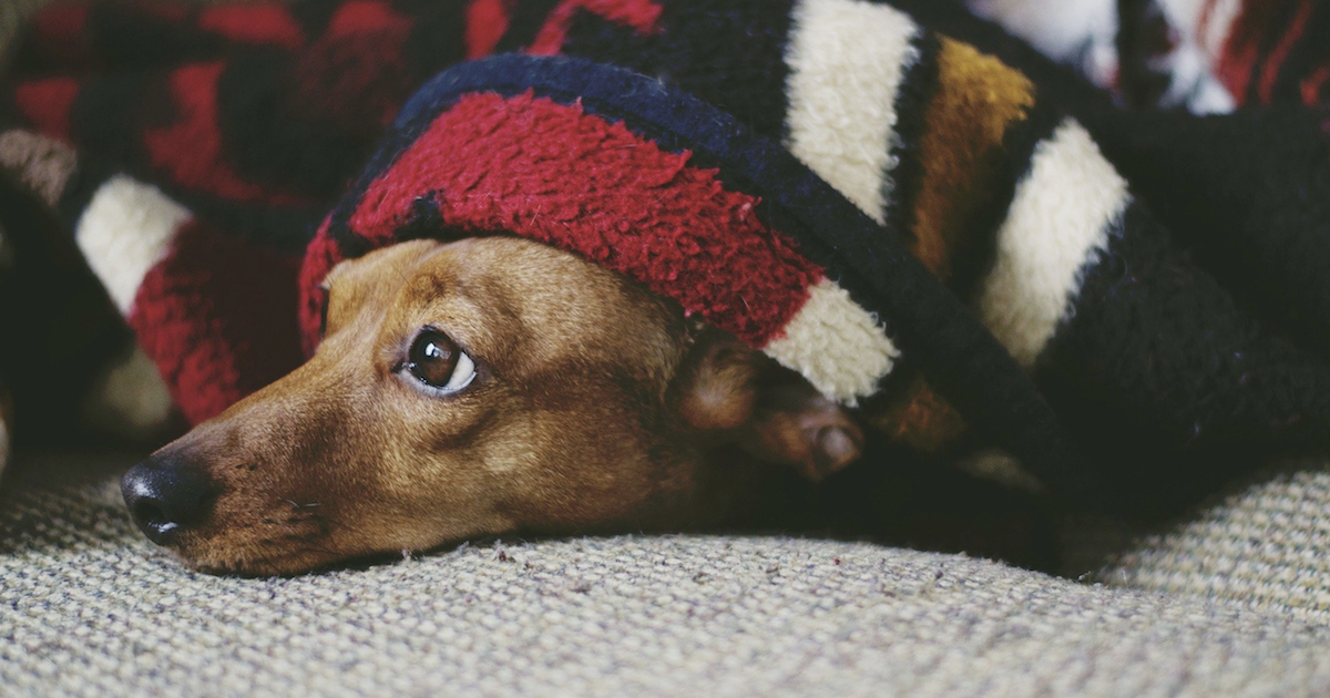 L-Theanine for Dogs: A Safe, Effective Way To Treat Your Dog’s Anxiety