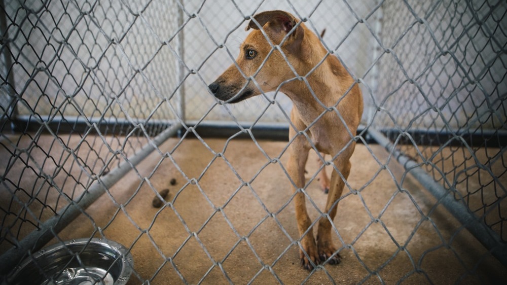 75 Dogs, Cats, and Tiny Kittens Engulfed in Toxic Smoke