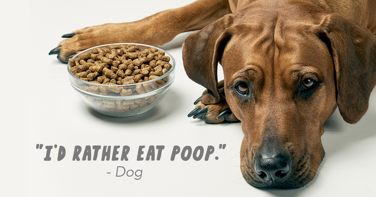 5 Tips For Dogs That Are Picky Eaters