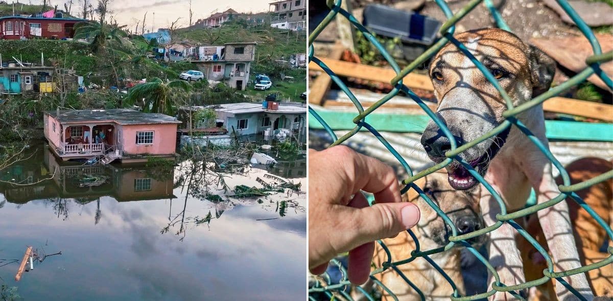 Hurricane Melissa: The Dogs Of Jamaica Still Need You!