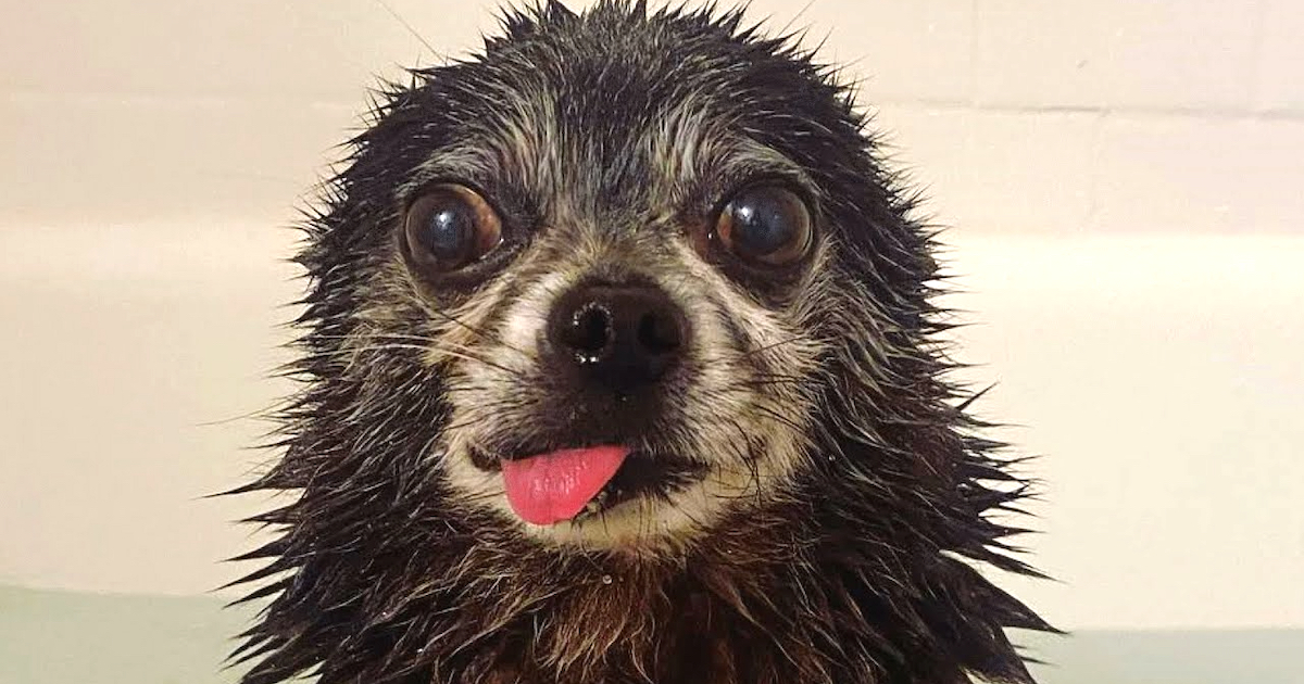 No One Wanted This ‘Grumpy Old Man’ But Then Someone Treated Him Like A King