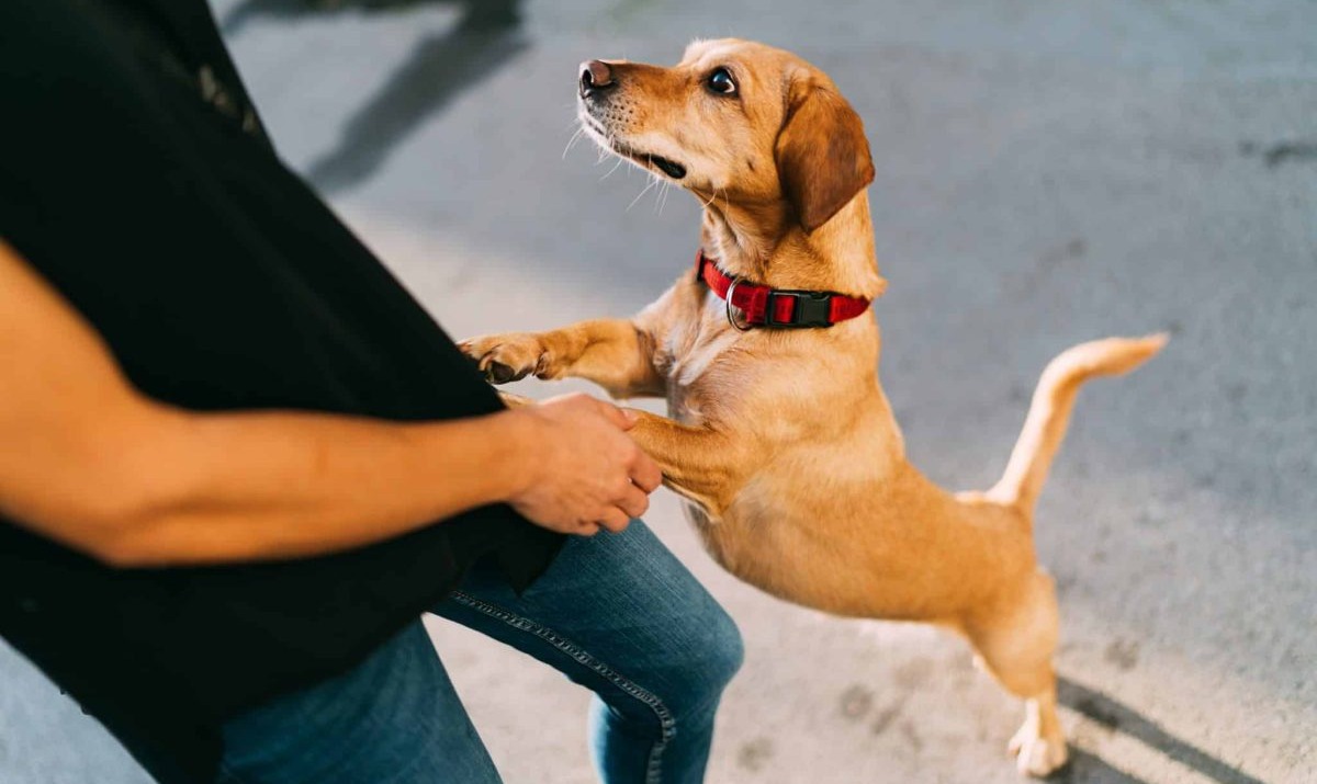 Top 13 Ways Dogs Communicate Their Love Without Words