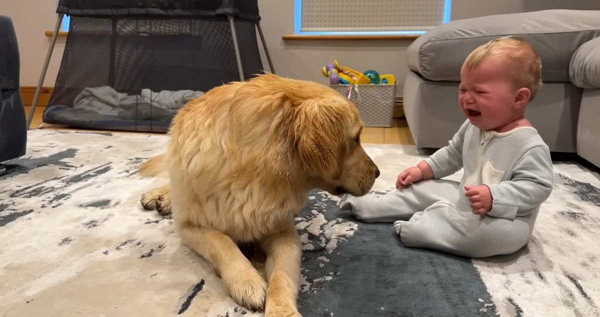 Dog’s Adorable ‘Sorry’ Wins Hearts After Accidentally Making Baby Cry