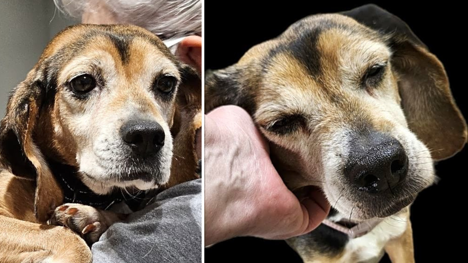 Mabel Sat On Death Row In A Crowded Shelter With A Tennis Ball Sized Tumor
