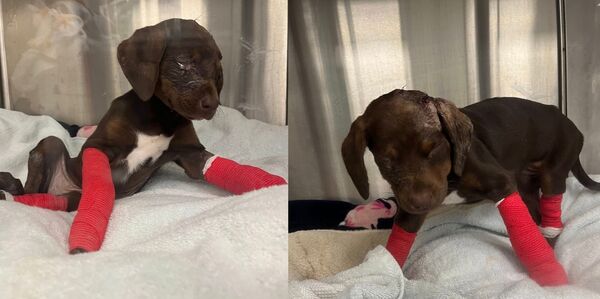 Man Who Harmed Puppy Is Threat to People Too