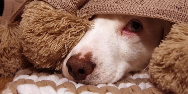 Convicted Animal Abusers Can Adopt Pets in 35 States