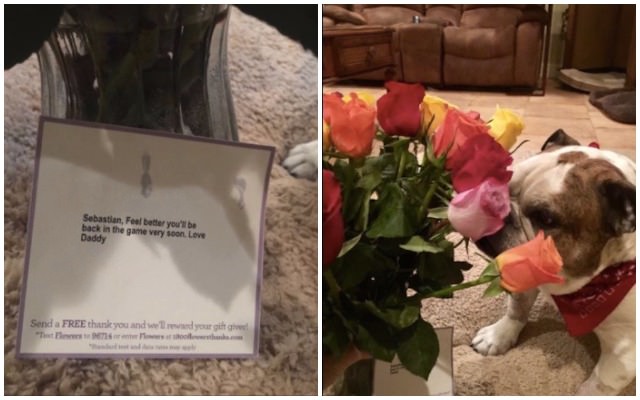 Wife Receives Flowers From Her Husband, Then Realizes They’re For The Dog