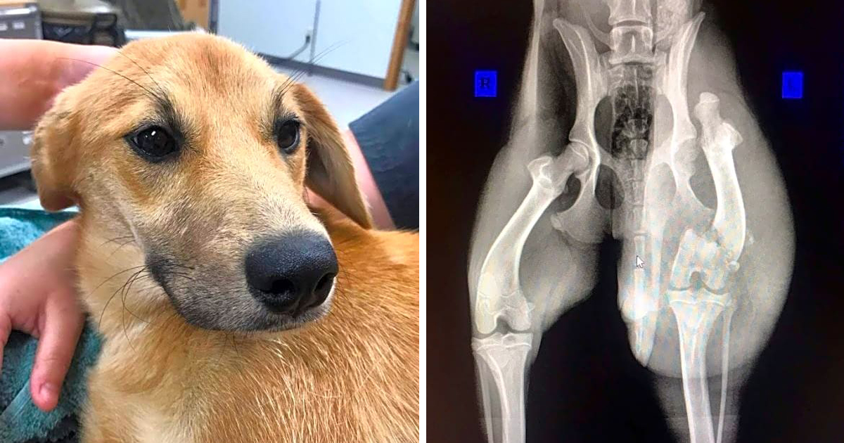 Struck By A Car, Leaves Matty In Pain With Two Femur Fractures