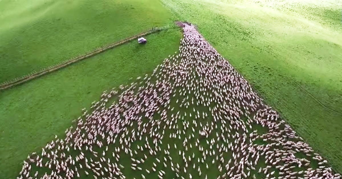 Dogs Get Hundreds Of Sheep To Funnel Through A Tiny Gate, And It’s Mesmerizing