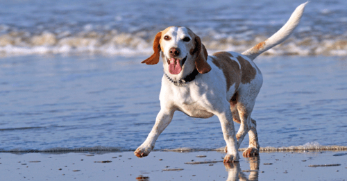 Here Is An Easy, Affordable Way To Make Kibble Healthier!