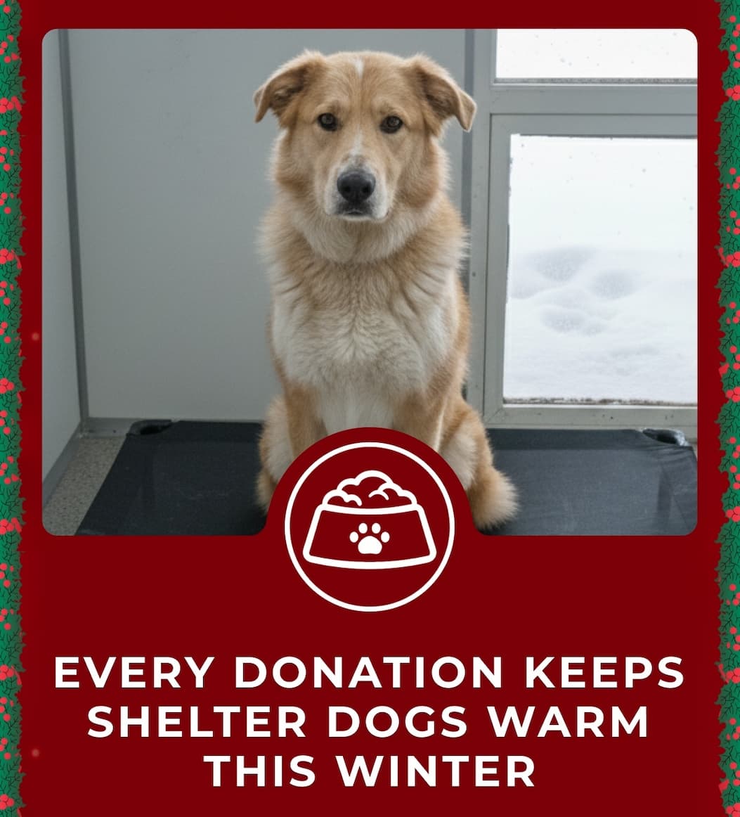 Every Purchase Helps Feed Hungry Shelter Dogs
