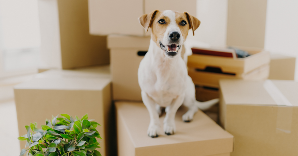 30 Best Chewy Products To Show Your Pup Some Love!