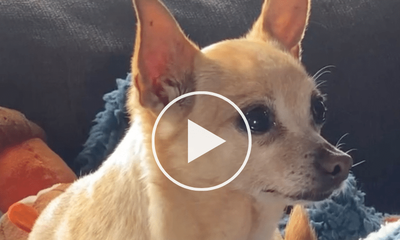 The Worst Toxic Foods For Dogs