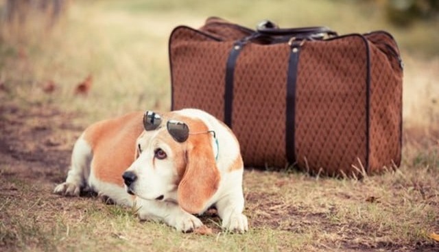 Dog Travel Stress: How To Deal With It Naturally
