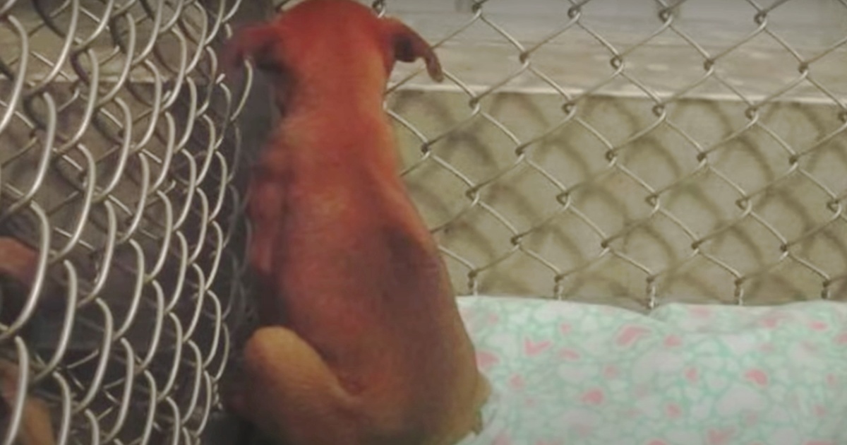 Runaway Dog Stuck In Shelter For 2-Years Smells ‘Home’ From Her Kennel