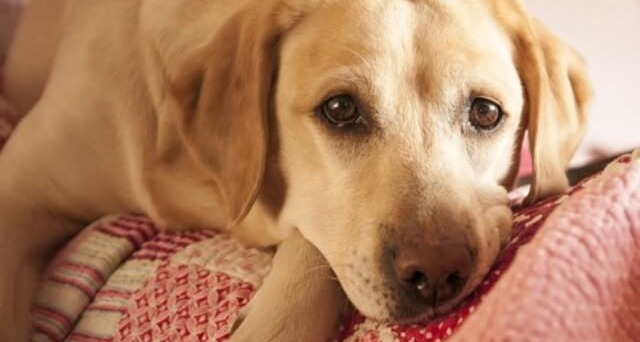 If You’ve Noticed Your Dog Is Slower To Get Up, Begin This Routine Immediately!
