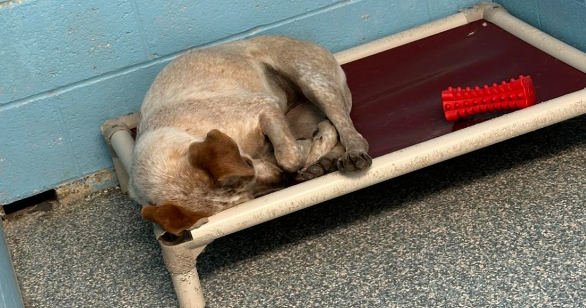 Street Dog’s Brokenhearted When Her Brother Leaves For A New Home Without Her