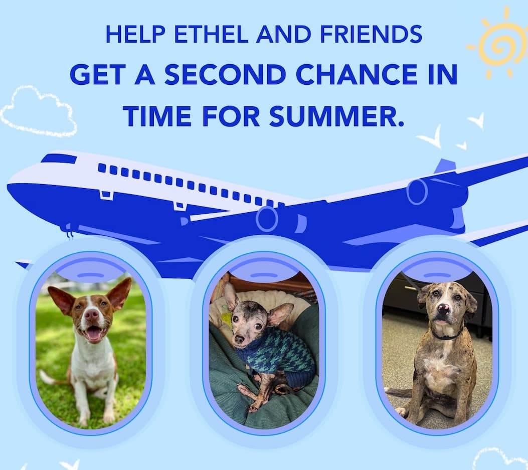 Help Ethel and Friends Get a Second Chance in Time for Summer.