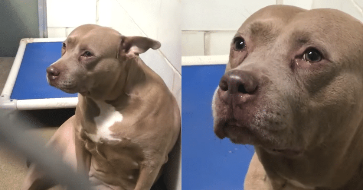 Devastated Mama Dog Left at Shelter Without Her Puppies—And Her Reaction Is Gut-Wrenching
