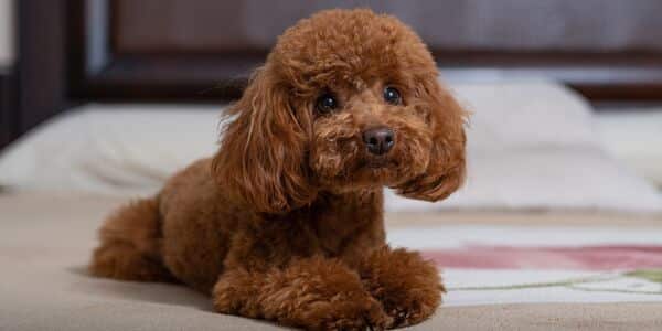 Rocky the Poodle Was Left to Suffer in Silence