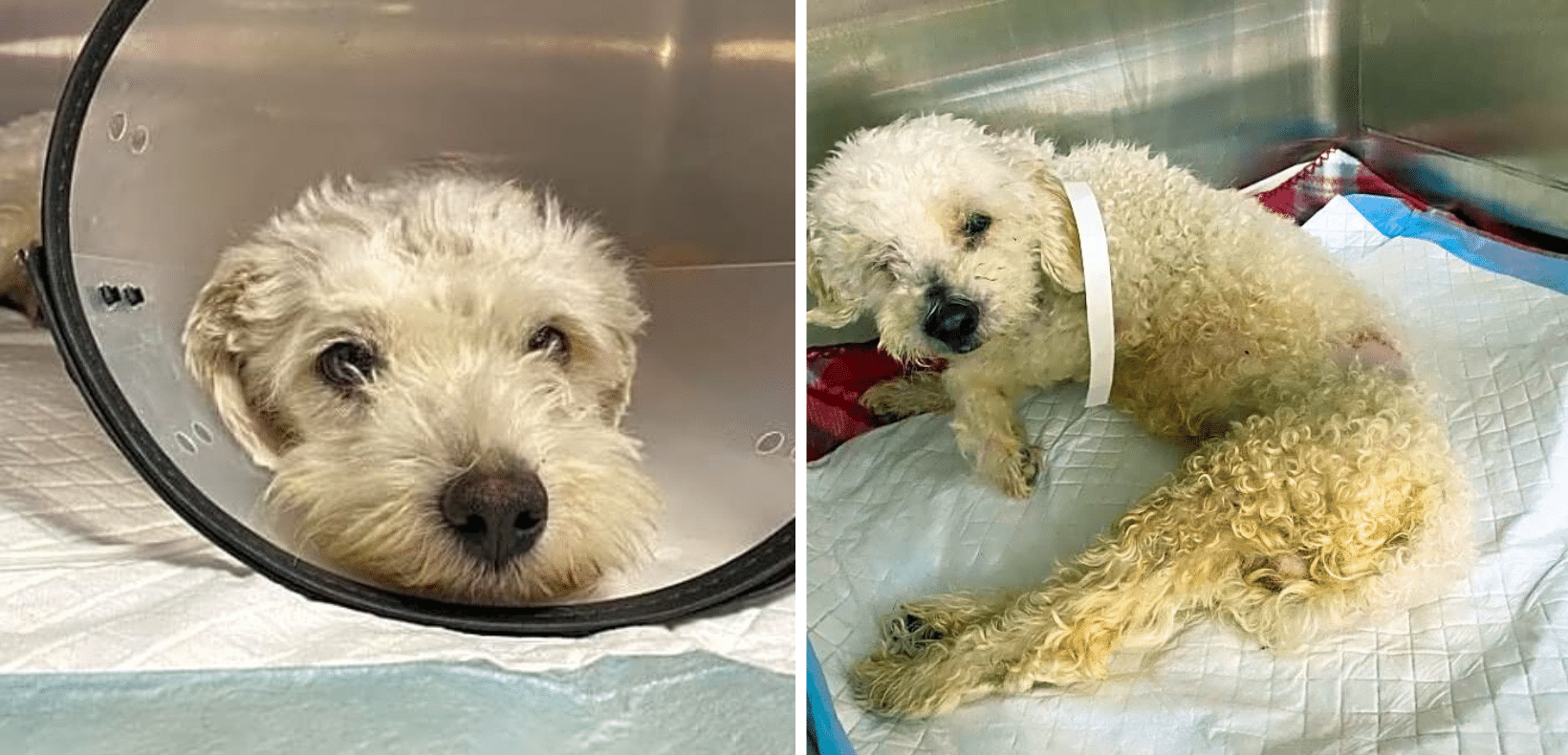 Honey Has A Fractured Pelvis & Nearly Died From An Infection