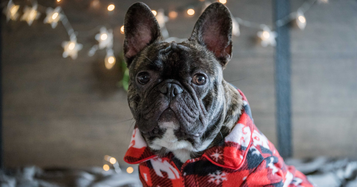7 Best Matching Pajamas With Your Dog