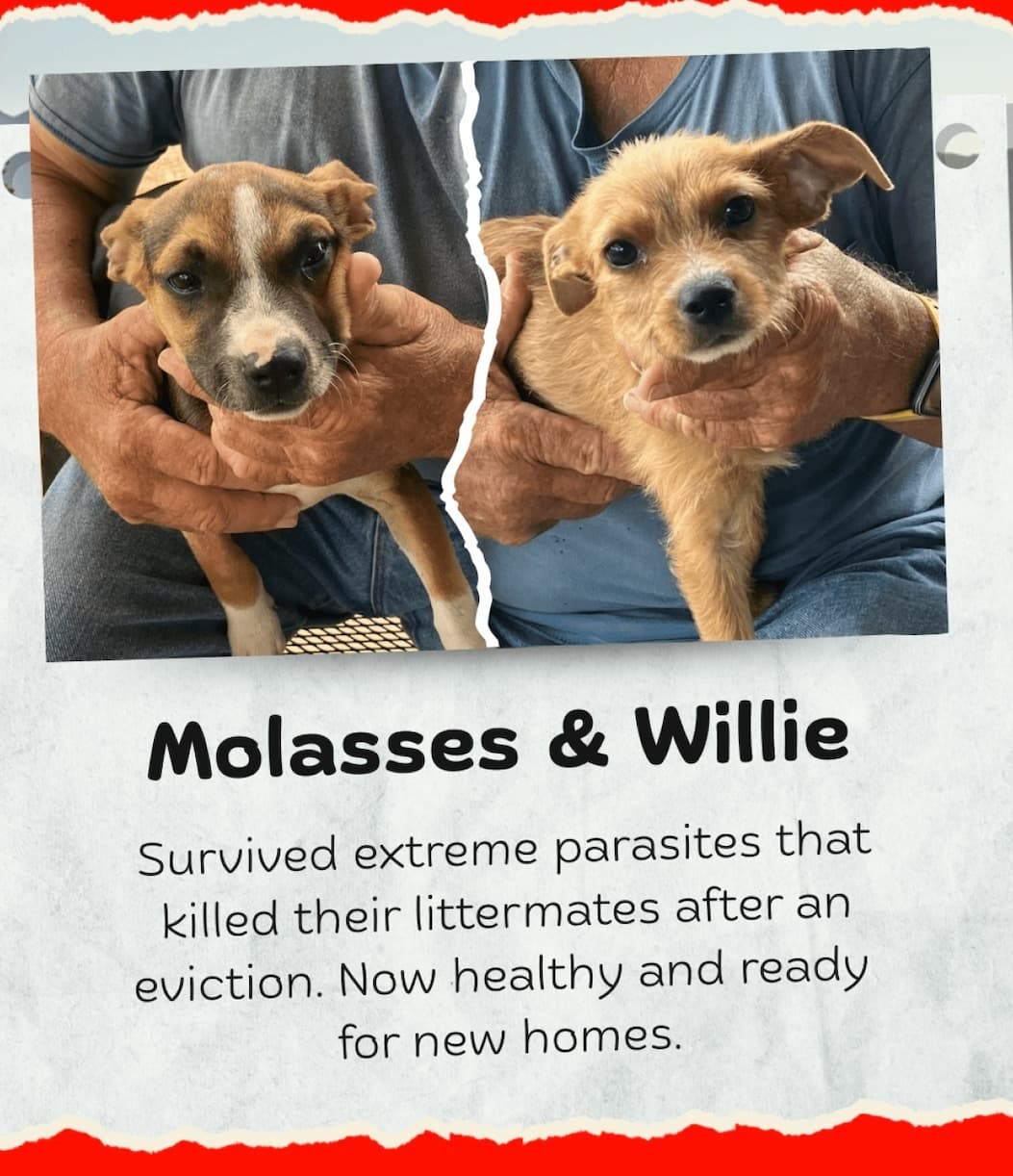 Molasses & Willie - Survived extreme parasites that killed their littermates after an eviction. Now healthy and ready for new homes.
