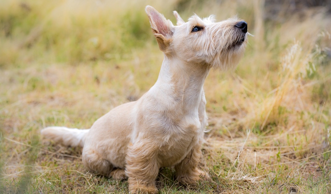 8 Ultimate ‘Calmest’ Dog Breeds: Gentle and Easygoing Puppies for Seniors