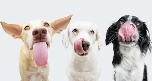 Drool-Worthy Deal: 60% Off Ollie+ Free Lick Mat!