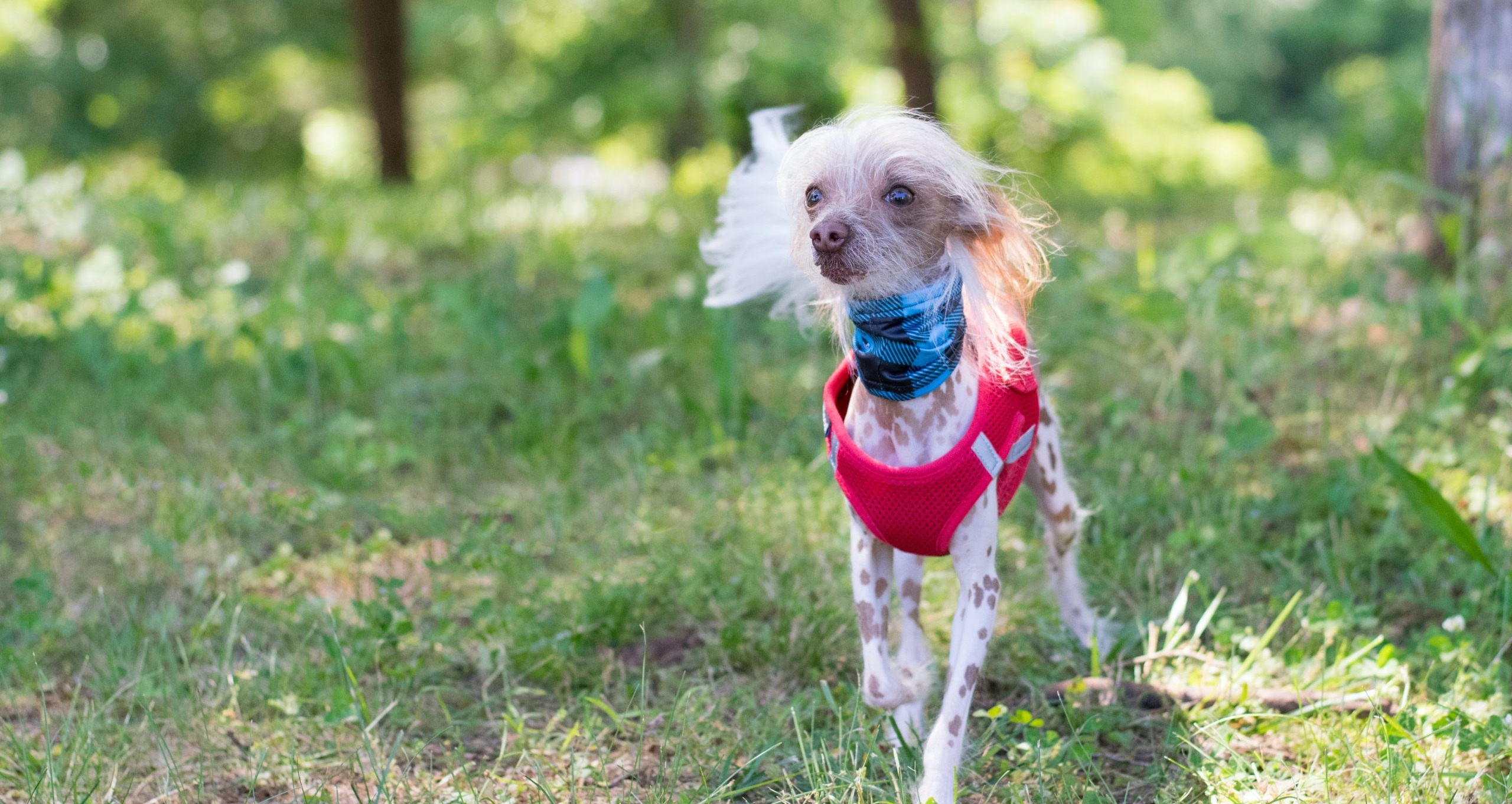 7 Best Dog Surgical Suits