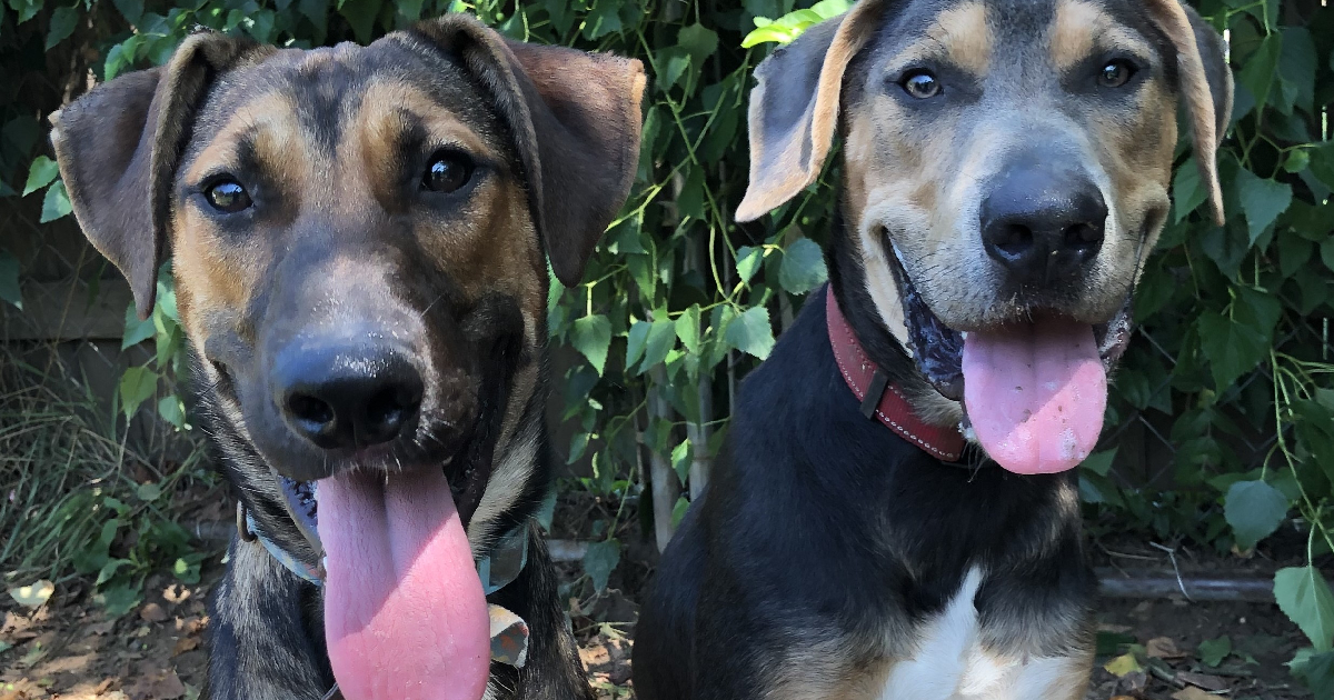 This Pair Of Pups Know How Good Full Feels Thanks To Your Generous Spirit