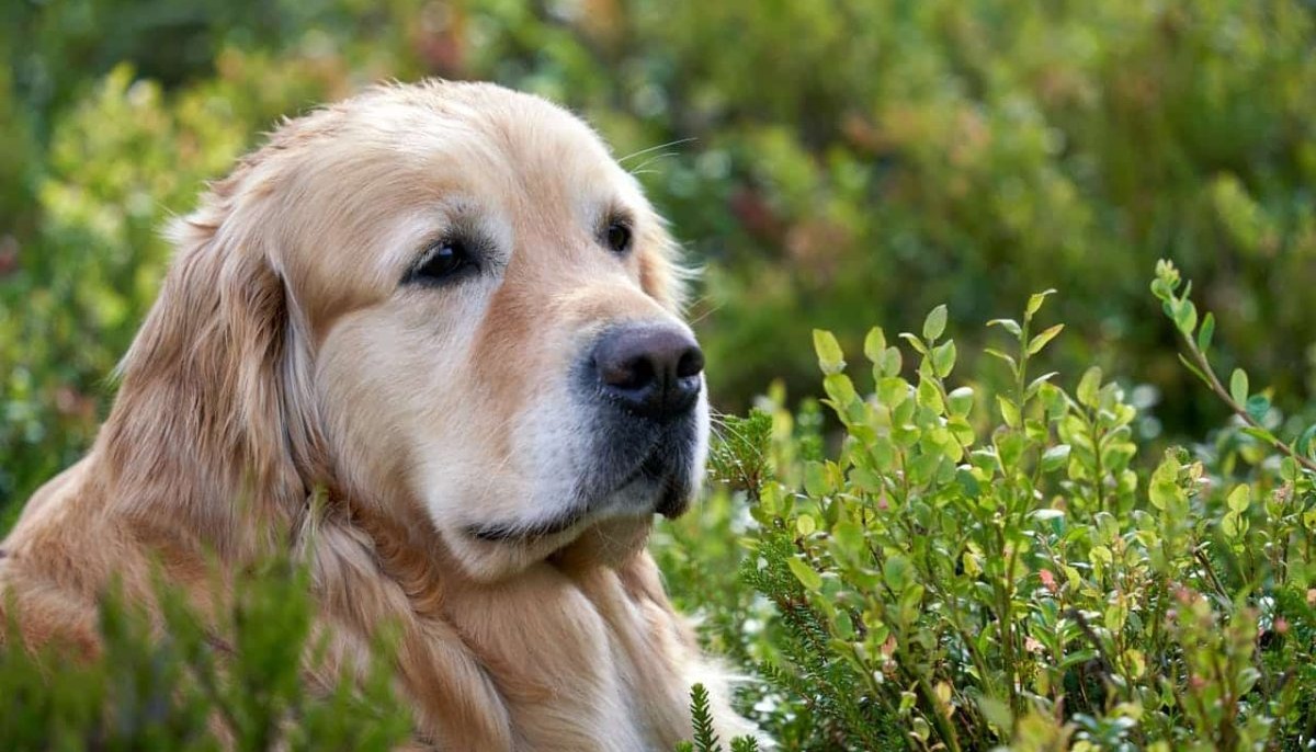 11 Ways to Keep Your Senior Dog Active