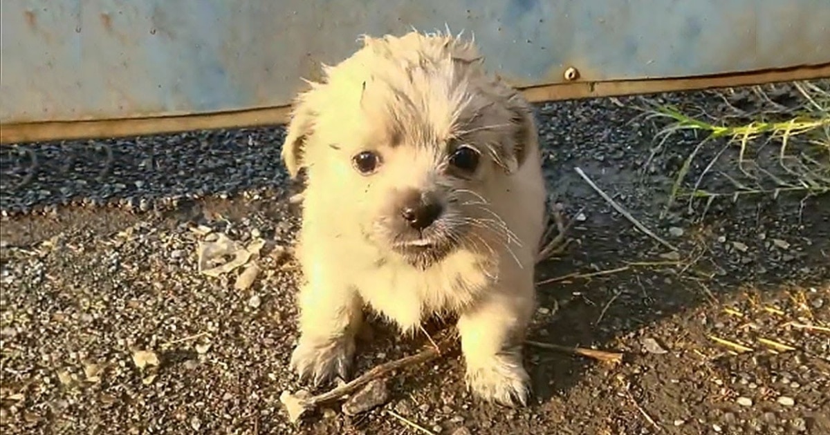 Underfed Puppy Needed Help But Wouldn’t Leave ‘Her Special Someone’