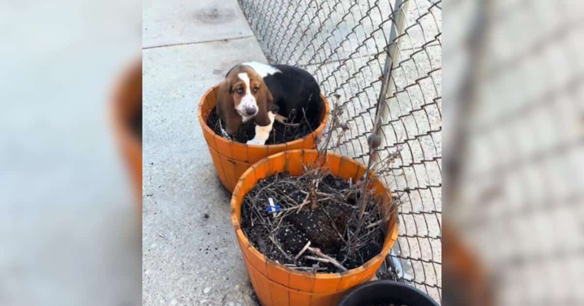 Life With a Basset Hound Puppy: Equal Parts Chaos and Cuteness