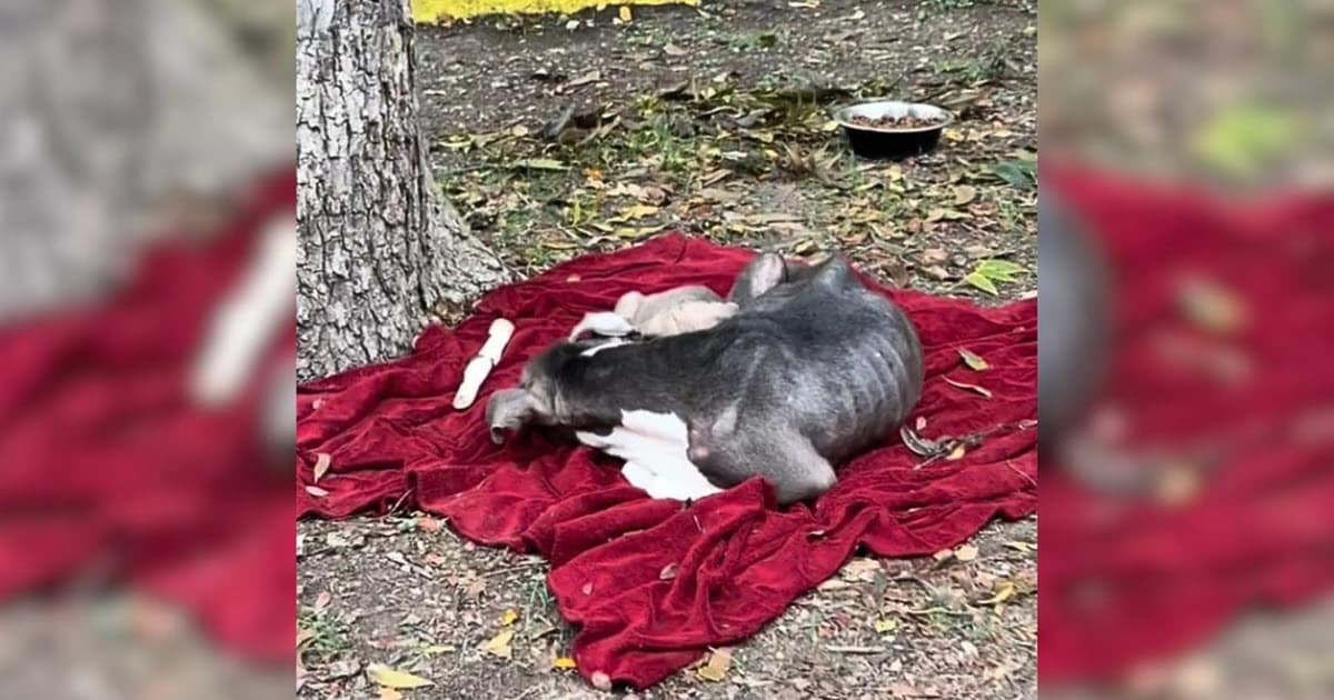 Rescuer Finds Mama Dog And Puppies Trembling On A Rain-Soaked Blanket