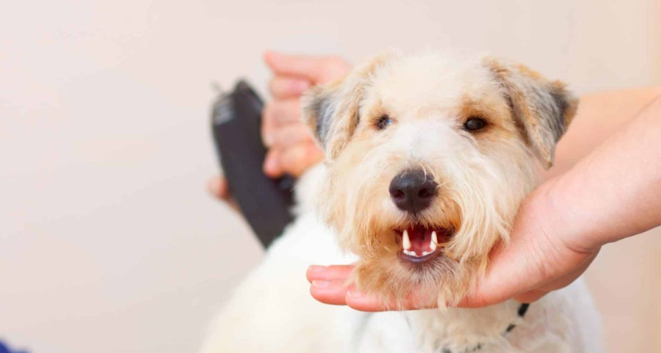 Top 11 Best Dog Grooming Vacuum Kits on Amazon