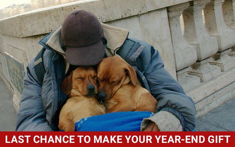Man in thick jacket braves the cold with two pups.