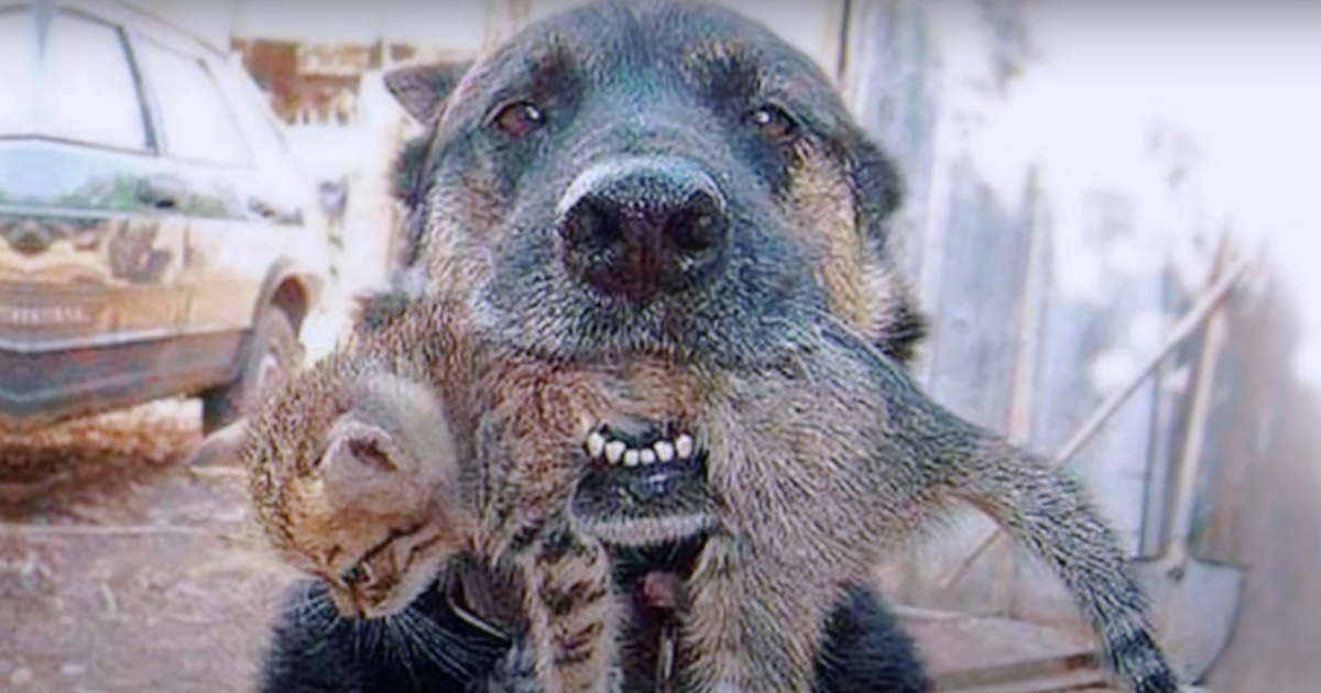 Valiant Dog Rips Through Fiery Explosion To Retrieve His Kitten